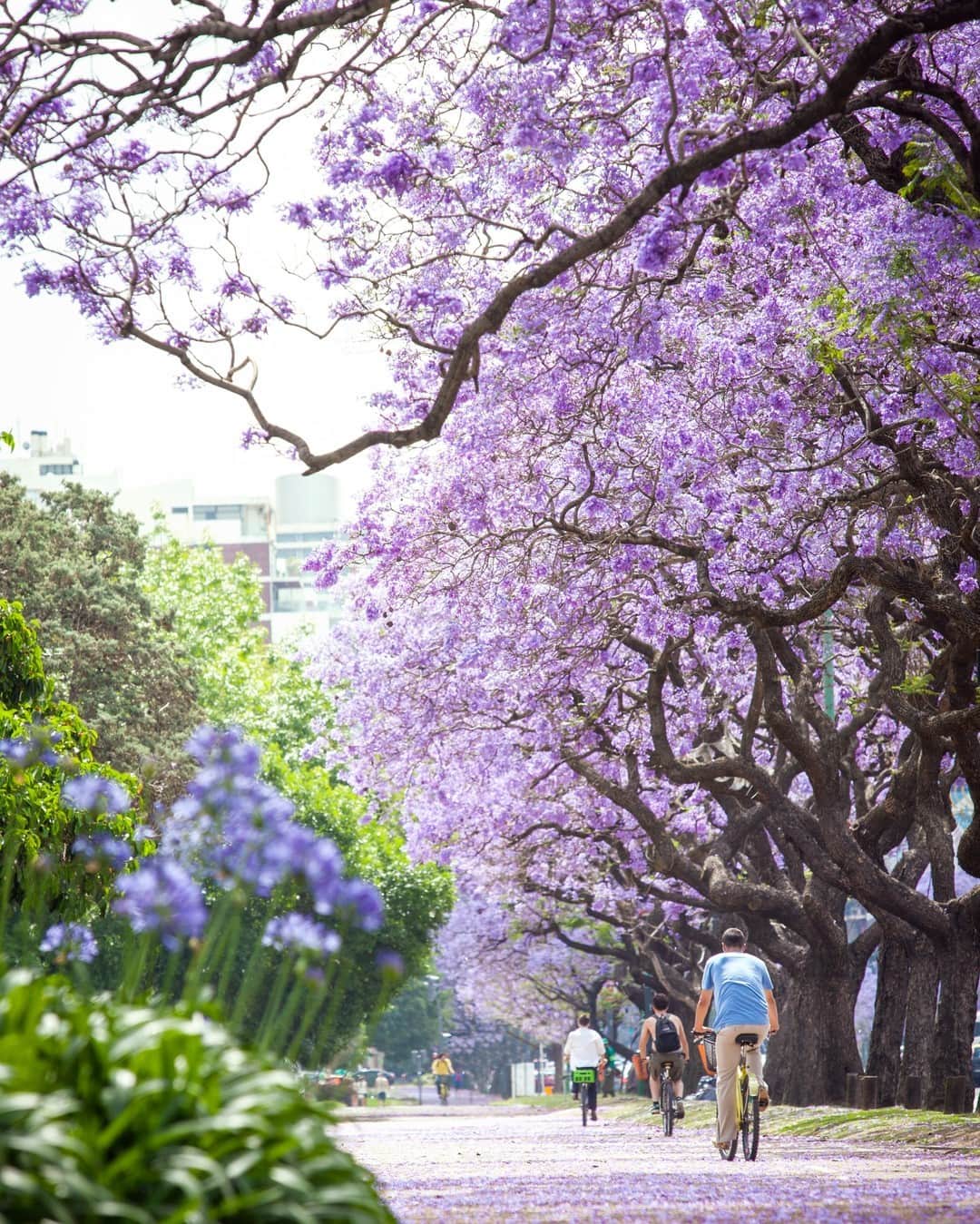 Lonely Planetのインスタグラム：「Argentina’s biggest city vibrates with activity, from the day to the tango-filled night. No wonder it's a top pick for digital nomads. ⠀⠀⠀⠀⠀⠀⠀⠀⠀ ⠀⠀⠀⠀⠀⠀⠀⠀⠀ Find out what why you should consider Buenos Aires as your destination for remote working at the link in bio.」