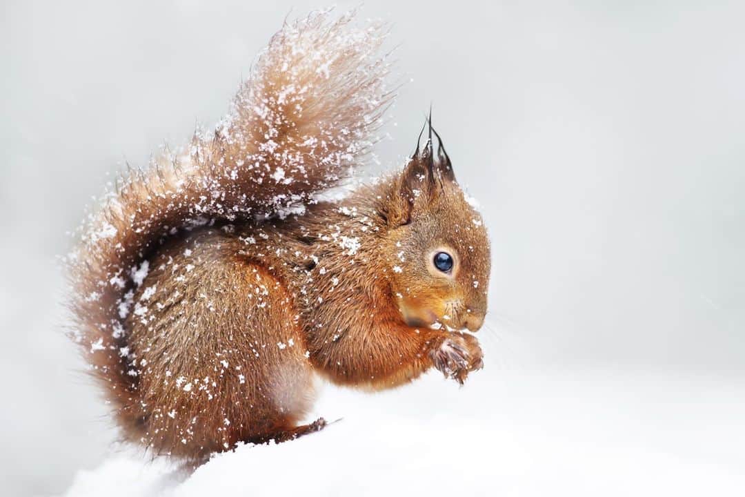 Canon UKさんのインスタグラム写真 - (Canon UKInstagram)「Squirrels are quick and agile meaning photographing them can be challenging if you're new to photography. Aim to shoot with the highest shutter speed you're comfortable with and take as many images as possible.   Have you ever photographed red squirrels before? 🐿️ We love this cutie captured by the talented @giedriiuss.  Camera: EOS 7D Lens: EF 300mm f/2.8L IS II USM Shutter Speed: 1/250, Aperture: f/2.8, ISO 640」1月22日 1時27分 - canonuk