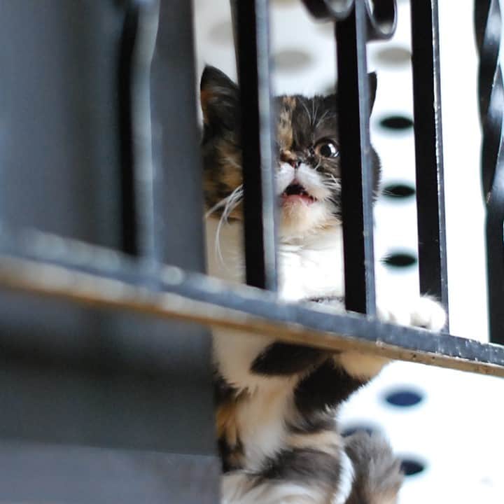 Pudgeのインスタグラム：「#tbt lil baby Pudge looking like she’s in jail for being too cute 🥺 #babyPudge #pudgethecat」