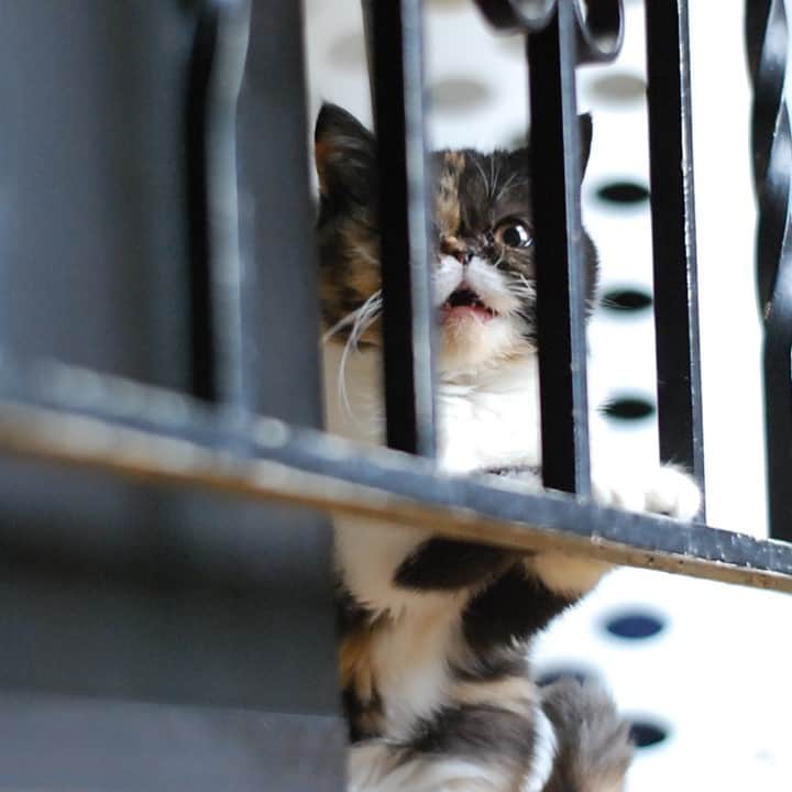 Pudgeのインスタグラム