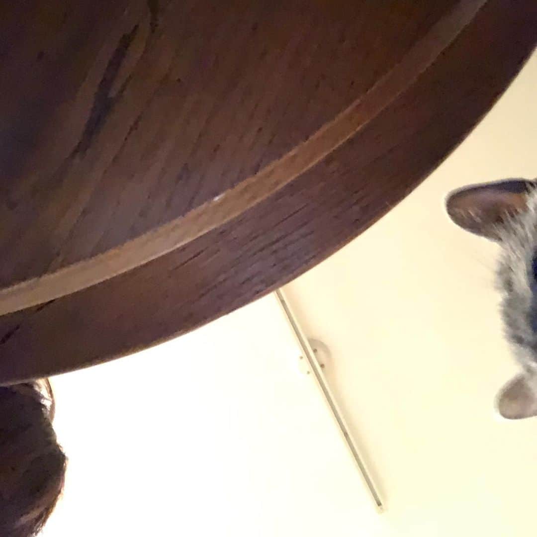 Nico & Tabu with MAYUMI KATOさんのインスタグラム写真 - (Nico & Tabu with MAYUMI KATOInstagram)「@ku_san7 ちゃんの真似っこしてタブも#自撮り男子 してみたよ🤳最後はタブと飼い主のあたまが…😹. . #selfiecat  #selfie   #britishshorthair #bsh #kitten #igcats #cat #bluecat #eclatcat #catstagram #catsofworld #catsofinstagram #cats_of_instagram #cutepet #world_kawaii_cat #instagramcat #catlover #ブリティッシュショートヘア #ブリショー #ねこ部 #ペコねこ部 #にゃんすたぐらむ #猫山商事 #ブリ商会 #多頭飼い #고양이 #кошка #قط #katze」1月22日 1時39分 - mayuekkip