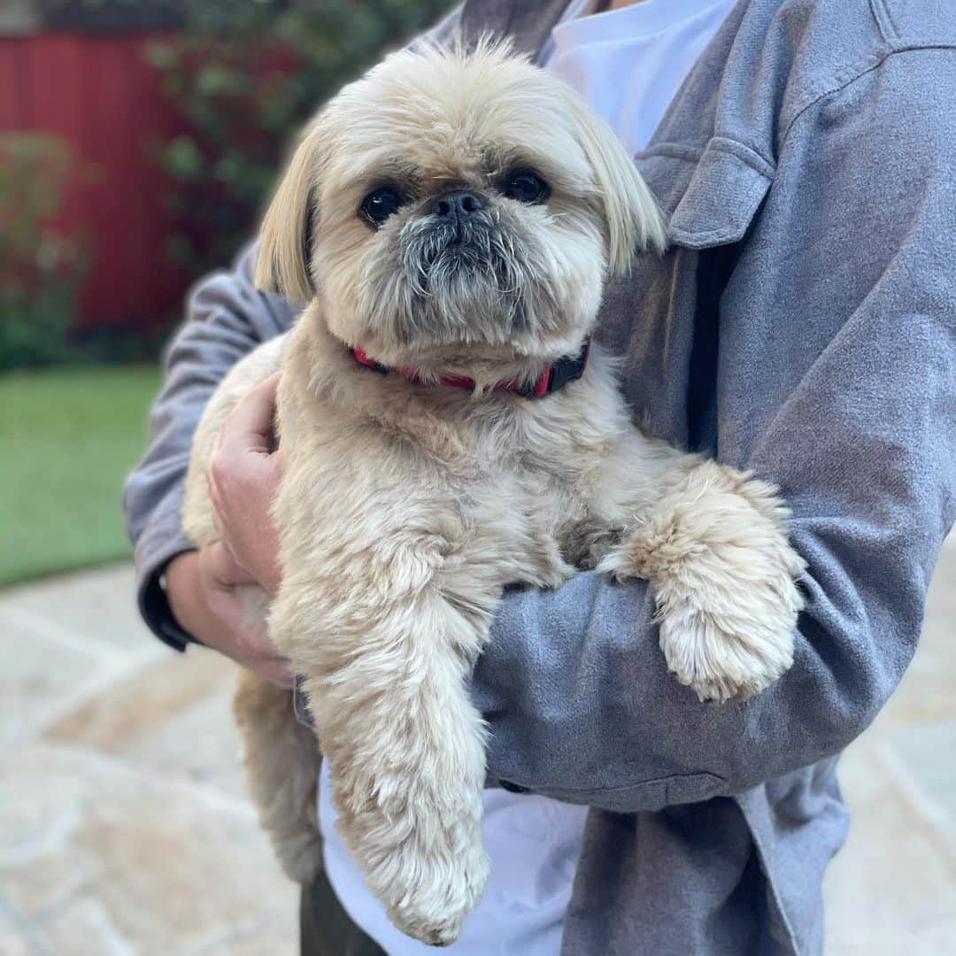 Dougie the Shih Tzuのインスタグラム：「Dougie long-legs.」