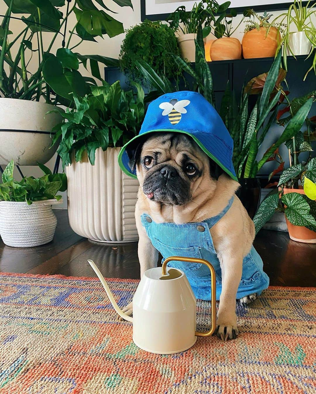 itsdougthepugさんのインスタグラム写真 - (itsdougthepugInstagram)「“When ur plants are ur best friends” -Doug」1月22日 1時52分 - itsdougthepug