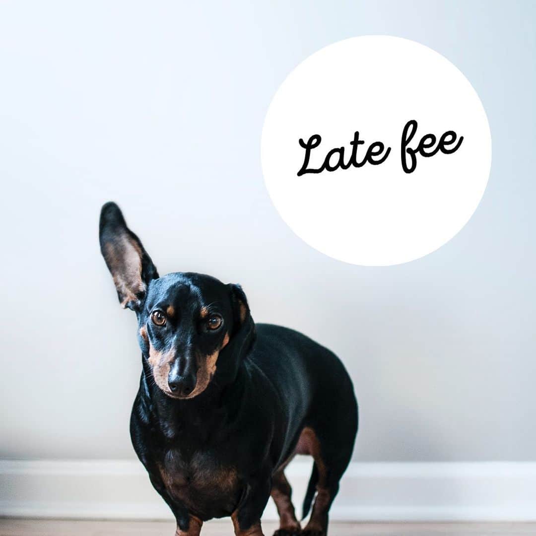 Dogs by Ginaのインスタグラム：「Hi friends!   Please note our hours of operation before making an apt. It is your responsibility to have your pets picked up on time. We do charge fees for all after hours pick up as it does interfere with our personal time and business costs. We do understand emergencies happen, but please make us aware asap. Thank you, NNDC」