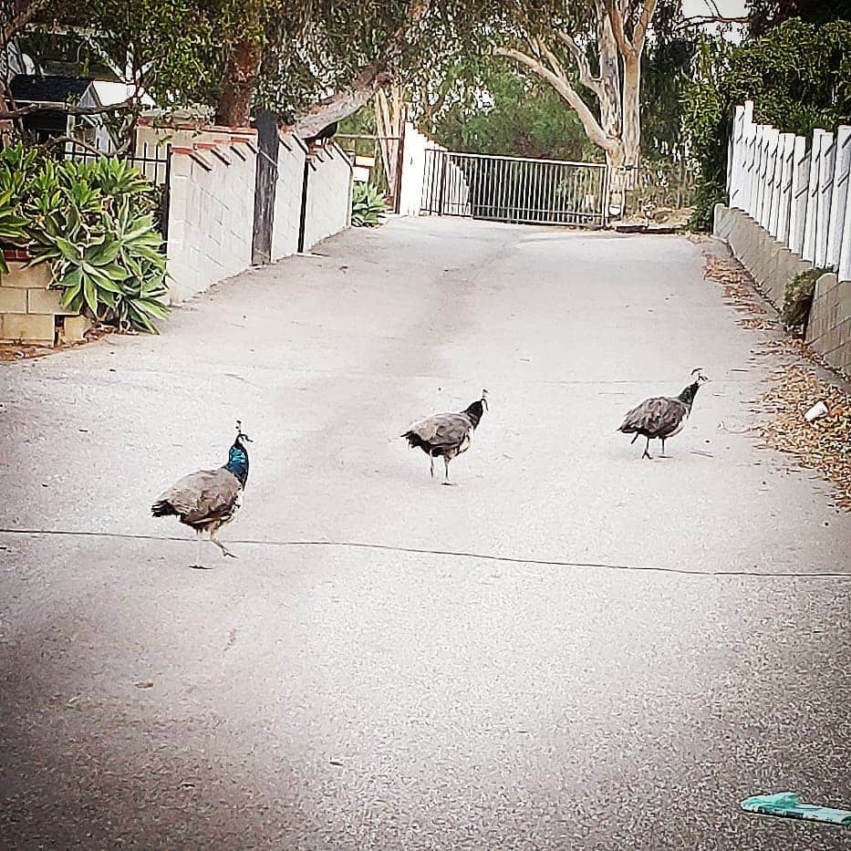 のインスタグラム：「GOOD MORNING LADIES wild Peacocks 🦚🦚🦚#PEACOCKS #peacock #peacocksrule #peacockempire #ilovepeacocks #peacocktime #peacockmagic #shadowhills #THANKYOU #peafowls #peacockdaddy #peacocksquad #wildpeacocks 🦚🦚🦚🦚🦚🦚🦚🦚🦚🦚🦚🦚🦚🦚🦚🦚🦚」
