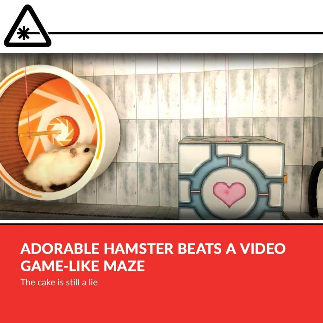クリス・ハードウィックさんのインスタグラム写真 - (クリス・ハードウィックInstagram)「Captain Hamster is showing off his skills in a video game-like maze. One that reveals the hamster’s uncanny ability to beat level after level like a pro.⁠ link in bio」1月22日 4時02分 - nerdist