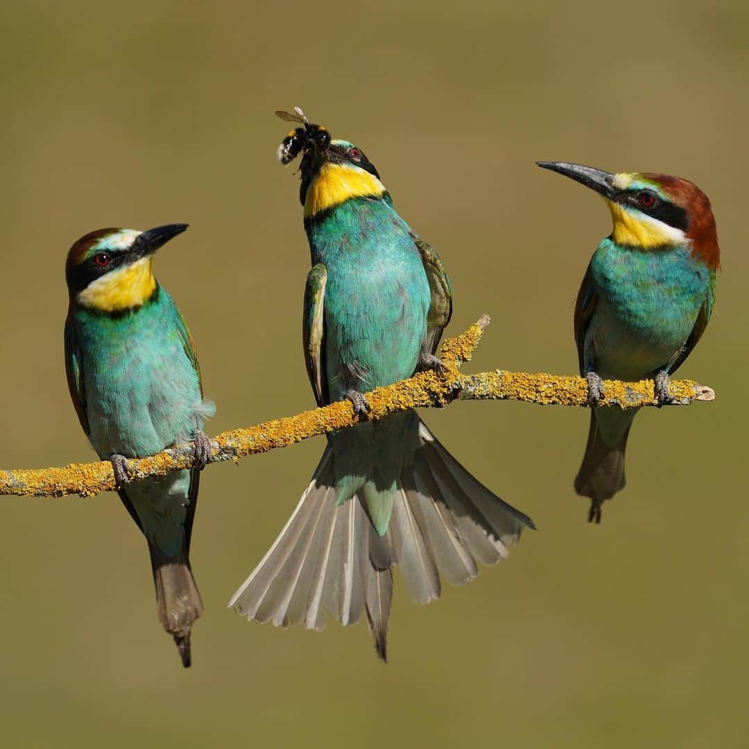 thephotosocietyさんのインスタグラム写真 - (thephotosocietyInstagram)「Photo by @joepetersburger/@thephotosociety // LOOK WHAT I CAUGHT! // Eurasian bee-eater (Apis mellifera) arrives with a #bumblebee to a twig, where two colony mates are resting. Most of the bee-eater species are forming colonies for nesting. As a result, it is quite a common scene to witness several birds perching on the same branch. They are also very vocal, so there is a lot of „chitchat” during each interaction. Taken about only 3 miles from our home in #Hungary. No need to travel far away for a fantastic experience. Travel less, discover your backyard, reduce your ecological footprint! #beeeater #beeeaters #colony #communication」1月22日 4時09分 - thephotosociety