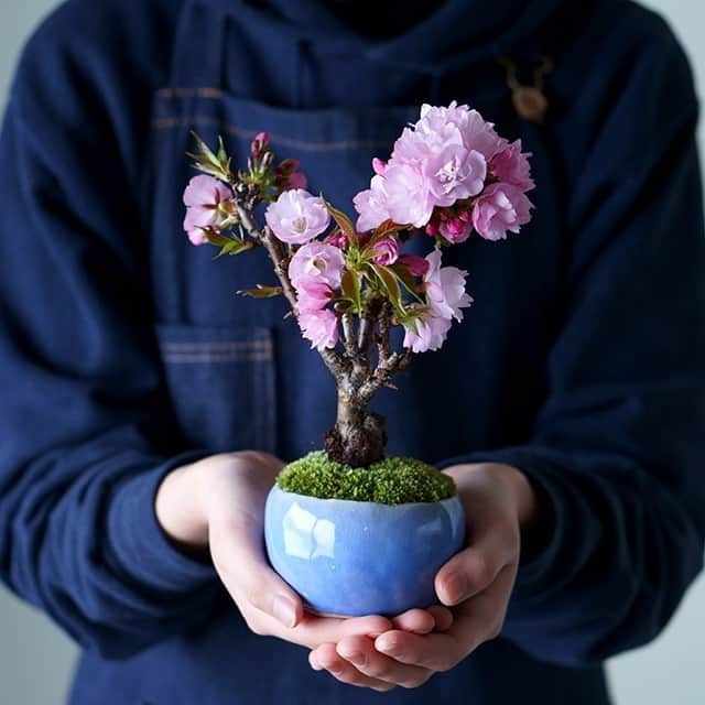 キナリノさんのインスタグラム写真 - (キナリノInstagram)「＼キナリノモール／石木花｜【送料無料】旭山桜  －－－－－－－－－ 桜と共に暮らす日々  外でのお花見は風物詩ですが、時にはお家でのんびり、小さな桜でお花見というのも粋な楽しみ方ではないでしょうか。 手のひらに乗るほど小さな桜ですが枝先いっぱいに花を咲かせます。満開に花咲いた姿は見ごたえ十分◎ 旭山桜はとても丈夫で育てやすいのも嬉しいポイント。 愛情を注いでお世話すると毎年美しい花を咲かせてくれますよ。 花の後には青々した葉を茂らせ、秋には紅葉も楽しめますので、四季折々季節の移ろいをお楽しみください＊  －－－－－－－－－ https://kinarino-mall.jp/item-44900  ▶画像をタップすると詳細情報をご覧いただけます。  ▶プロフィールの「インスタ掲載」ボタンから、ご紹介商品をまとめてご覧いただけます。→@kinarino_official  ▶キナリノアプリでも販売中！ 「お買いもの」→「インスタグラム掲載アイテム」 　 ※ダウンロードはプロフィールリンクから→@kinarino_official  #キナリノモール #キナリノ #丁寧な暮らし #暮らし #旭山桜 #桜 #春 #お花 #インテリア #植物のある暮らし #植物 #盆栽 #贈り物 #石木花 #gift #bonsai #CherryBlossoms #green #cute #instagood」1月22日 10時00分 - kinarino_official