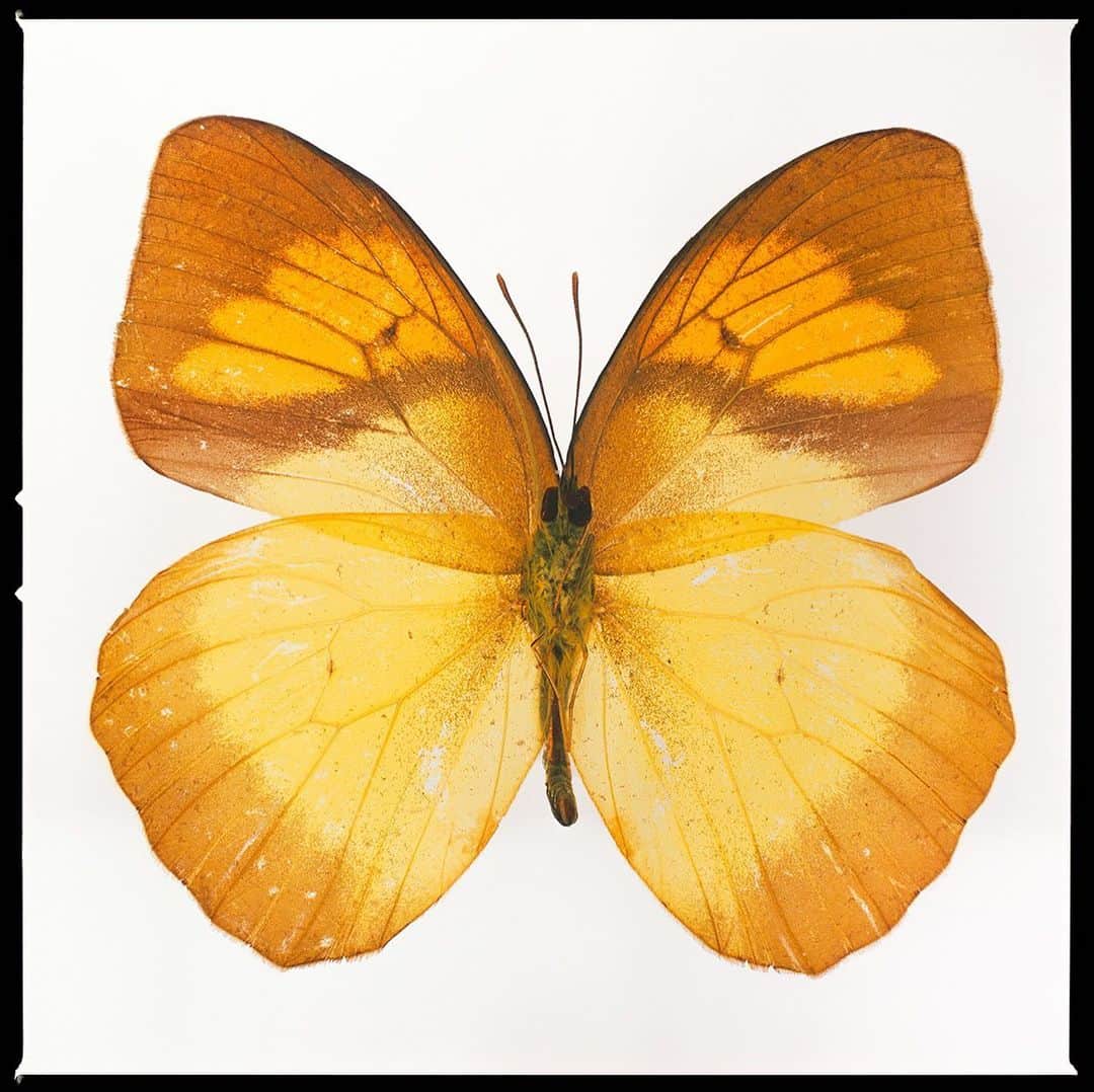 タイラー・シールズのインスタグラム：「Finding beauty in the simplicity is often overshadowed by the search for whats next, we often overlook things that are right in front of us, butterflies are a sign of new things in your life, let those new things be beautiful stop chasing the negativity that is sold to you daily and choose the beauty over the blemished. I can’t wait to see this new work printed and on someone’s wall it is a different thing for me but during a lockdown we had to find new ways to challenge ourselves, and shooting this and getting it to look like this was no easy task, I did everything to protect this in camera as it was shot on film so it will glow on a print. Would you hang this in your wall?」