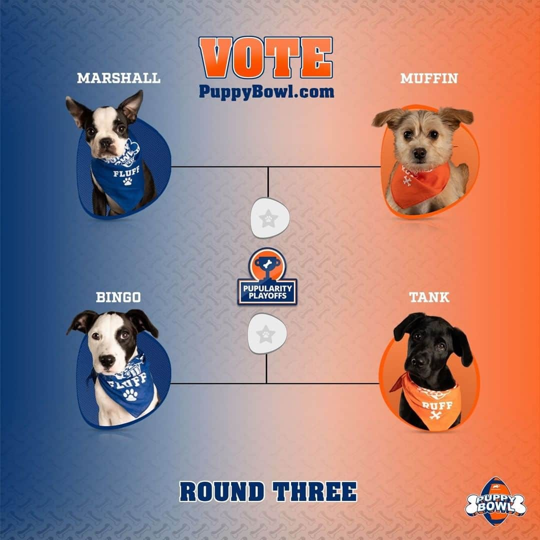 アニマルプラネットさんのインスタグラム写真 - (アニマルプラネットInstagram)「Which adorable pup has your Pupularity Playoffs vote this week?🐶  See the matchups at PuppyBowl.com!   Make sure to watch #PuppyBowl Sunday Feb 7 at 2P on Animal Planet and stream it live on #discoveryplus.」1月22日 5時10分 - animalplanet