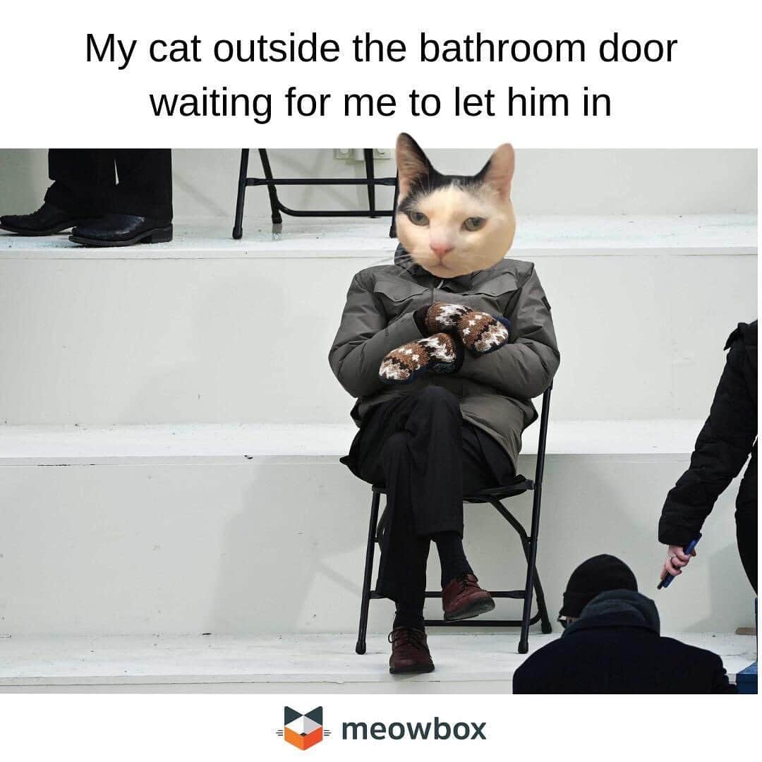 The Cats Of Instagramのインスタグラム：「#Repost • @meowbox Hello from the other side, I must've meowed a thousand times 🎵⁠ ⁠ #themeowlife」