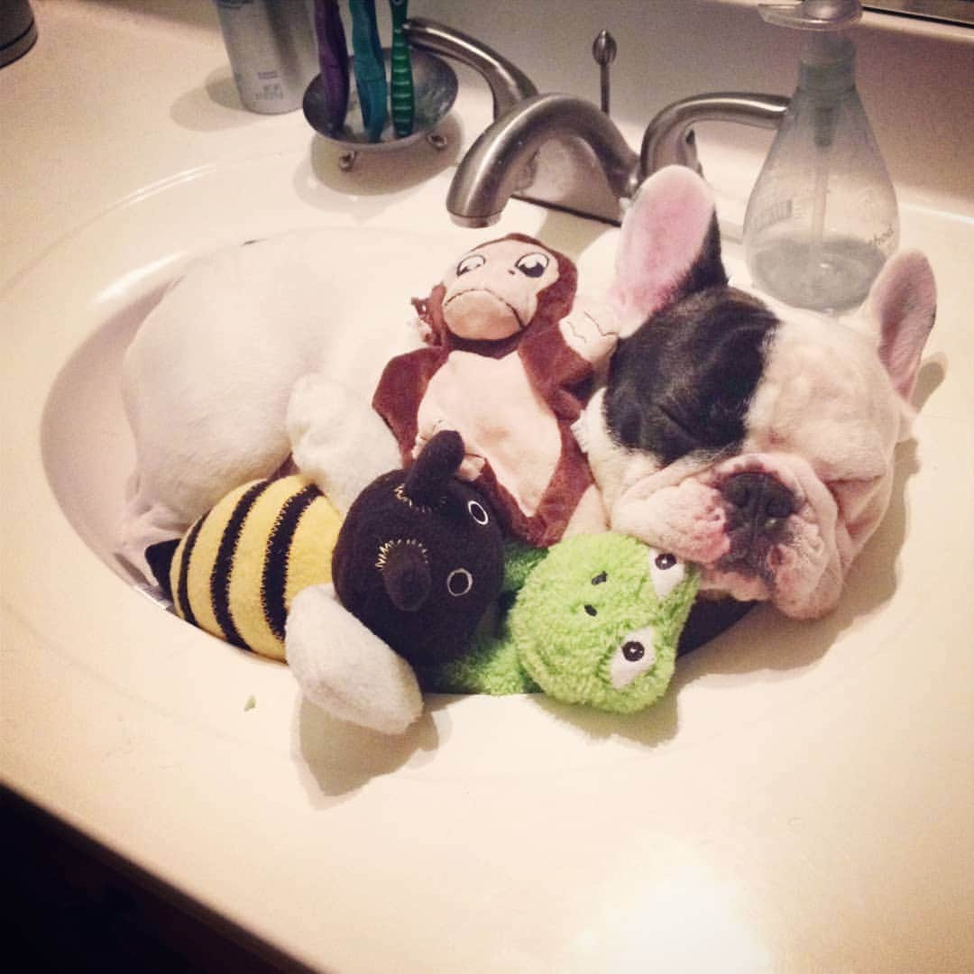 Manny The Frenchieのインスタグラム：「I use to be able to fit my toys in the sink with me! #throwback」