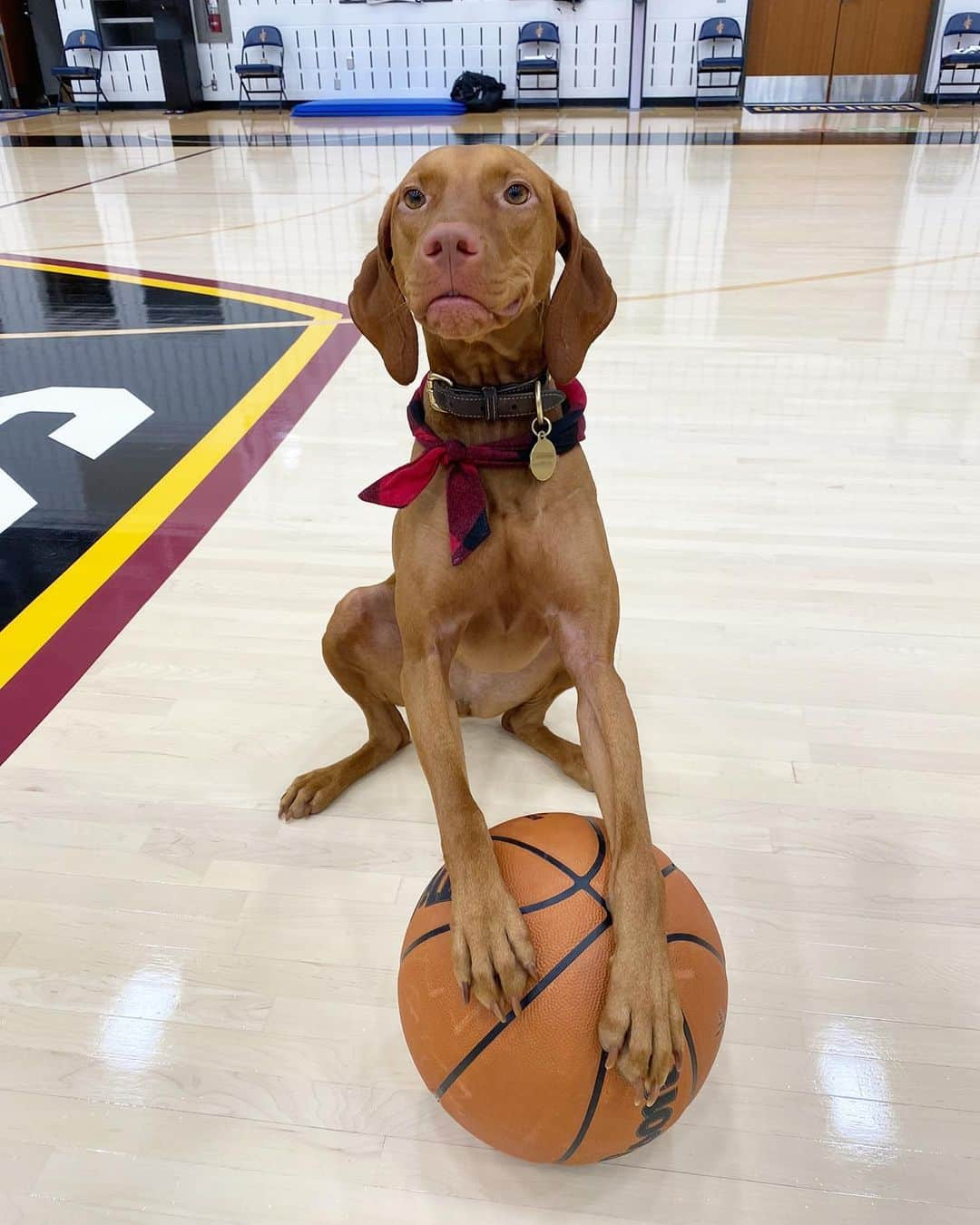 ケビン・ラブさんのインスタグラム写真 - (ケビン・ラブInstagram)「Girl LOVES Basketball 🥺」1月22日 5時47分 - kevinlove