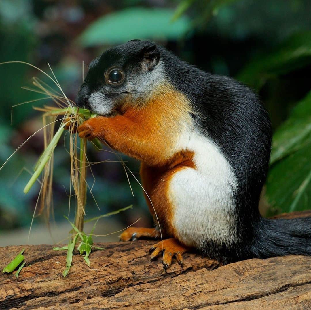 スミソニアン国立動物園さんのインスタグラム写真 - (スミソニアン国立動物園Instagram)「❤️🐿️ There’s one squirrel in Washington, D.C., that you won’t catch scaling your neighbor’s oak tree with a mouthful of acorns. Celebrate Squirrel Appreciation Day with 6 fun facts about the Prevost’s squirrel, a species native to Asia. 👋 LEARN MORE: https://s.si.edu/39Uri4Y. (Link in bio.)」1月22日 6時13分 - smithsonianzoo