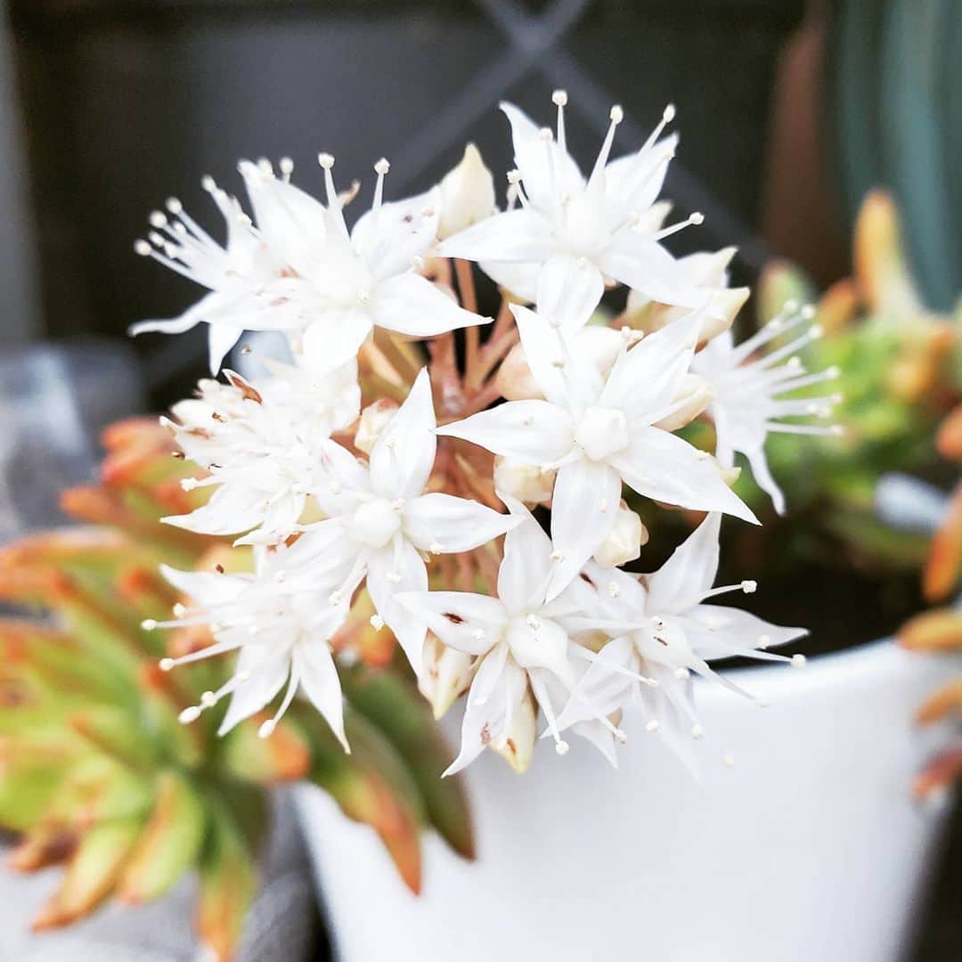 のインスタグラム：「NEW Sedum nussbaumerianum BLOOM 🌸🌷 #GASOLINEGARDEN #ILOVEGARDENS #GARDENSRULE #GARDENCHURCH #GARDENPARTY #GARDENMAGIC #AVANTGARDEN #GARDENS #GARDENGANGSTER #GARDEN #GRADENLIFE #GARDENER #GARDENTIME  #GARDENING #VEGETABLEGARDEN #FLOWERS #SUCCULENTS  #PLANTS  #CACTUS #AYEARINFLOWERS  #shadowhills  #THANKYOU  @gasolineglamour  #GASOLINEGLAMOUR #PLANTSOMESHIT  #GROWSOMESHIT #Sedumnussbaumerianum @groovyplantsranch  Sedum nussbaumerianum, the coppertone sedum, is a species of succulent plant in the family Crassulaceae native to Mexico. It has become naturalized in Italy and the Canary Islands」