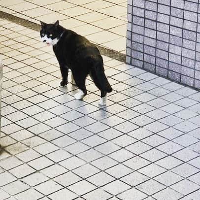 のインスタグラム：「朝の散歩中、王子発見！ 時々見かけるこの猫さんは王子という名前らしい。 　  #猫 #王子　　　 #散歩」