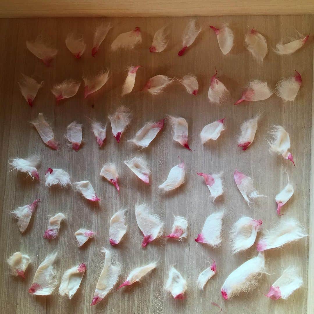 のインスタグラム：「🌸 #いのち　#petal  Developing a new ( and first ) mixed media installation dedicating to the 10th Anniversary of Japan’s Great Earthquake and Tsunami, as well as the millions of people who have lost their lives to Covid-19.   #YuriShimojo_MementoMori  from 3.11.2021 ( ~4.18 )  U.S premier in Boston @praise.shadows.art   １０年目の #下條ユリメメントモリ  #東日本大震災10年」