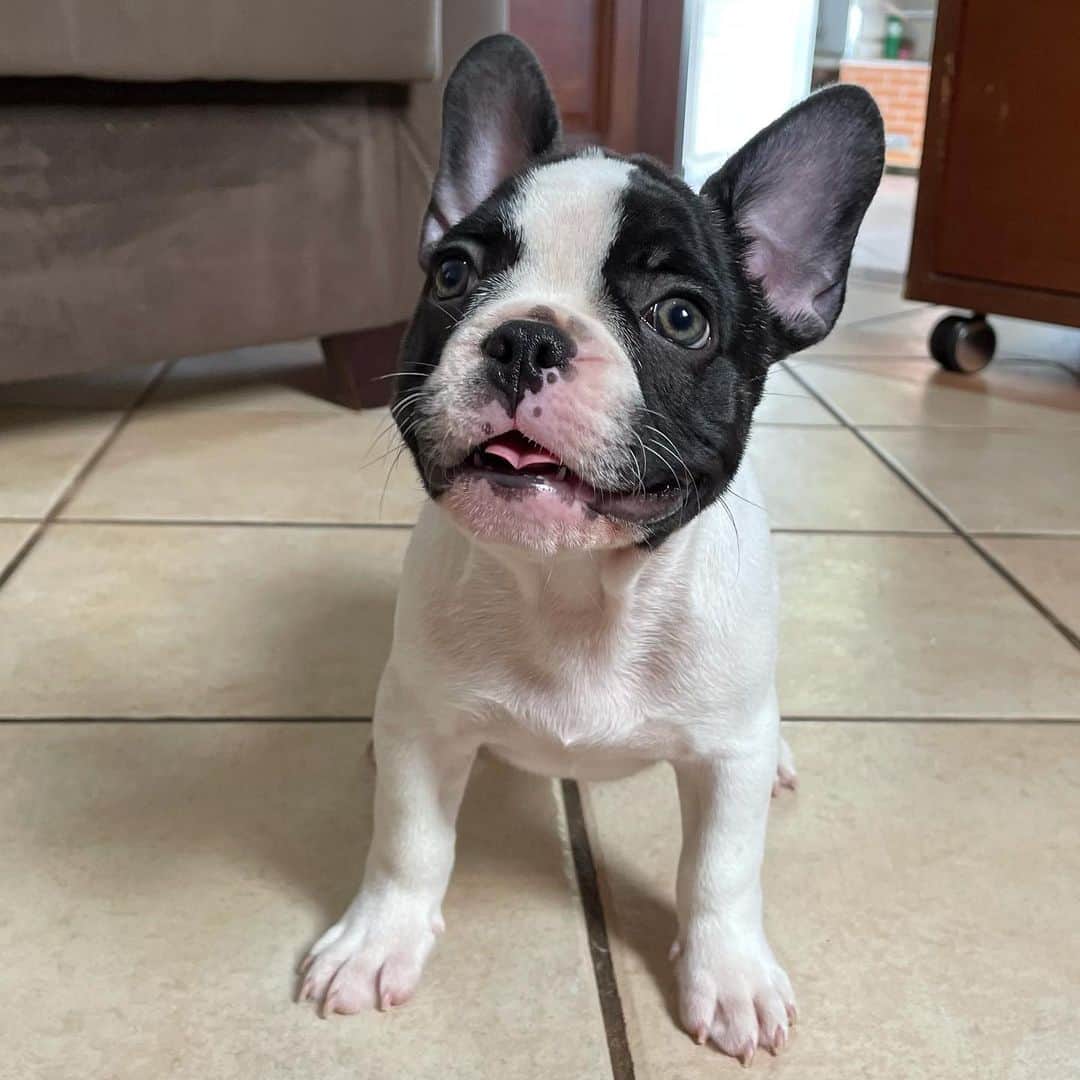 Regeneratti&Oliveira Kennelのインスタグラム：「Frenchies are just... ❤️ #frenchie #frenchbulldog」