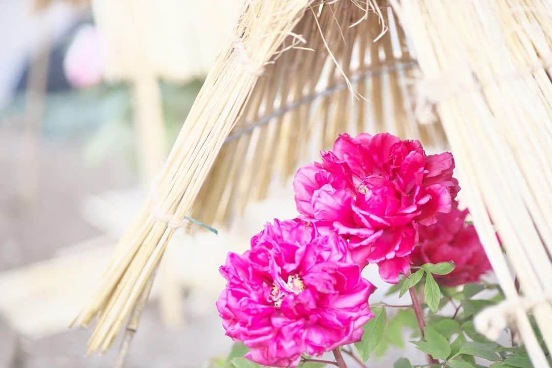 kiccyomuのインスタグラム：「☁️ 2021.01.22 Fri #心に花を #冬牡丹 濃いピンク色も綺麗です😊  週末は天気が悪そうで… 📷楽しみはもうしばらくお預け…かな？😅 金曜日、今日も元気に🤗  location #東京 #上野 #上野東照宮 📷撮影 2021年01月04日」