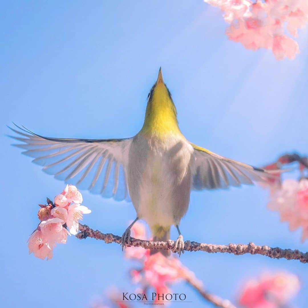 コサさんのインスタグラム写真 - (コサInstagram)「翼を広げて 桜とメジロでサクジロー狙ってきました👍 ニコンのカメラは連写音がいいのでその気にさせてくれる🎵 . Location:和歌山 Wakayama / Japan🇯🇵 Date:2021年1月 . #桜 #メジロ #birders_gallery #Japan_Daytime_View #tokyocameraclub #team_jp_ #IG_PHOS #photo_jpn #Lovers_Nippon #YourShotPhotographer #Impressive_gallery #light_nikon #sorakataphoto  #LBJ_Legend #広がり同盟メンバー #nipponpic_member #special_spot_legend #s_shot #japan_of_insta #bestphoto_japan #Rox_Captures #kf_gallery_vip #1x_japan #IGersJP #jgrv_member #ap_japan_ #colore_de_saison #japan_bestpic_ #retrip_nippon #乗り越えようnippon」1月22日 7時48分 - kosa_photo