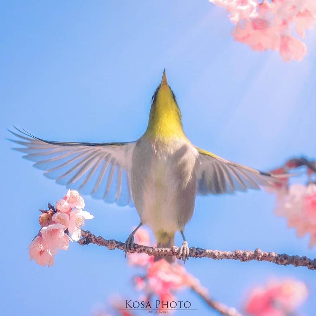 コサのインスタグラム