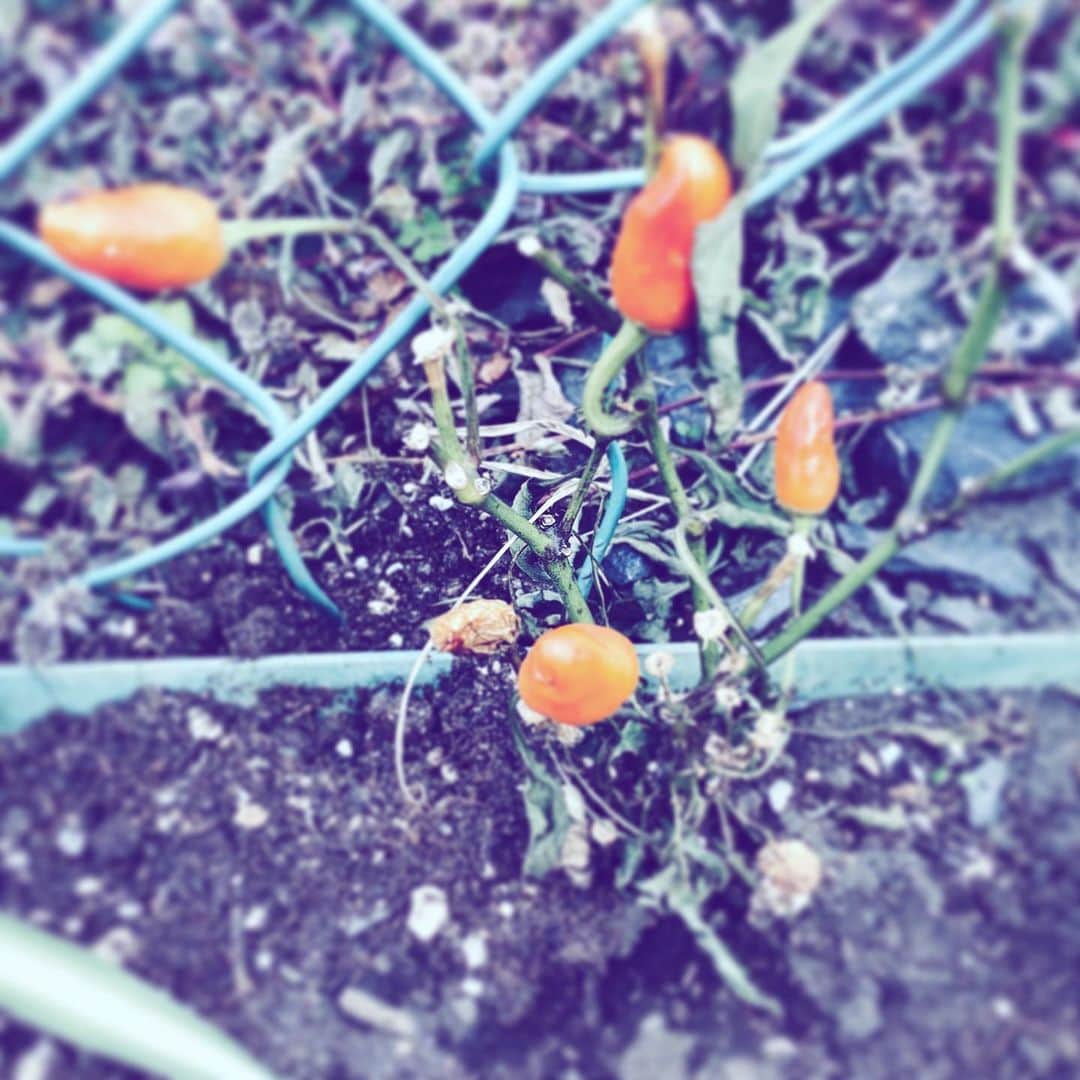 のインスタグラム：「#whatarethey #orange #street #plants」