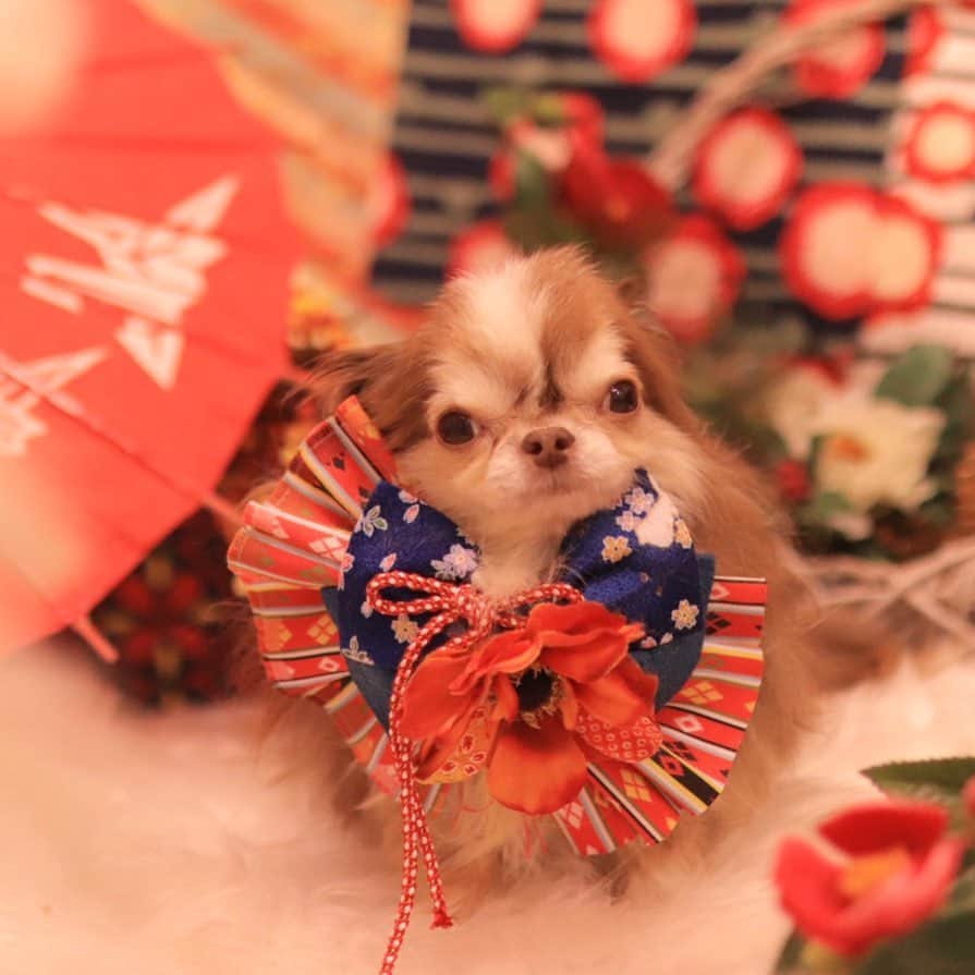 kayoのインスタグラム：「* * * この日のお写真は 全部こんなお顔だった らいちん😂 * * Lychee❤️ * * #chihuahua#chihuahualove#dogstgram#dog#instadog#チワワ#チワワ大好き#チワワのいる暮らし * * *」