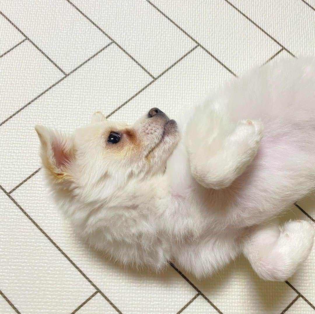 スジン さんのインスタグラム写真 - (スジン Instagram)「우리 미끄러지지 말라고 매트 샀떠용 방울이 크면서 부정교합이 심해지넹🥺 그래도 귀여웡 베이비 무럭무럭 크는중 오늘 목욕해서 좋은냄새 난다 후후☺️♥️」1月22日 19時07分 - bbang_su