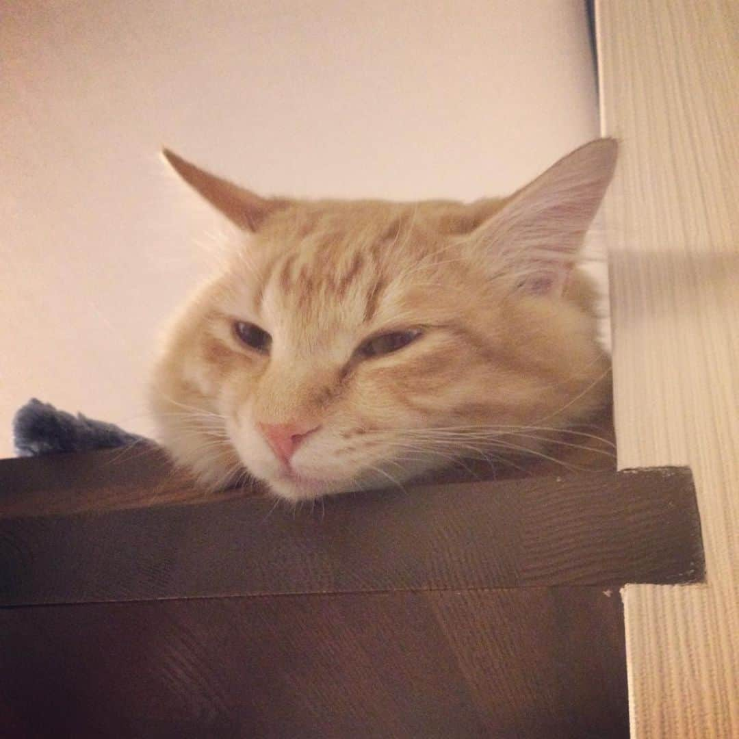 岡田屋鉄蔵さんのインスタグラム写真 - (岡田屋鉄蔵Instagram)「猫のいる風景。 平和どすなあ」1月22日 17時39分 - nabhamab