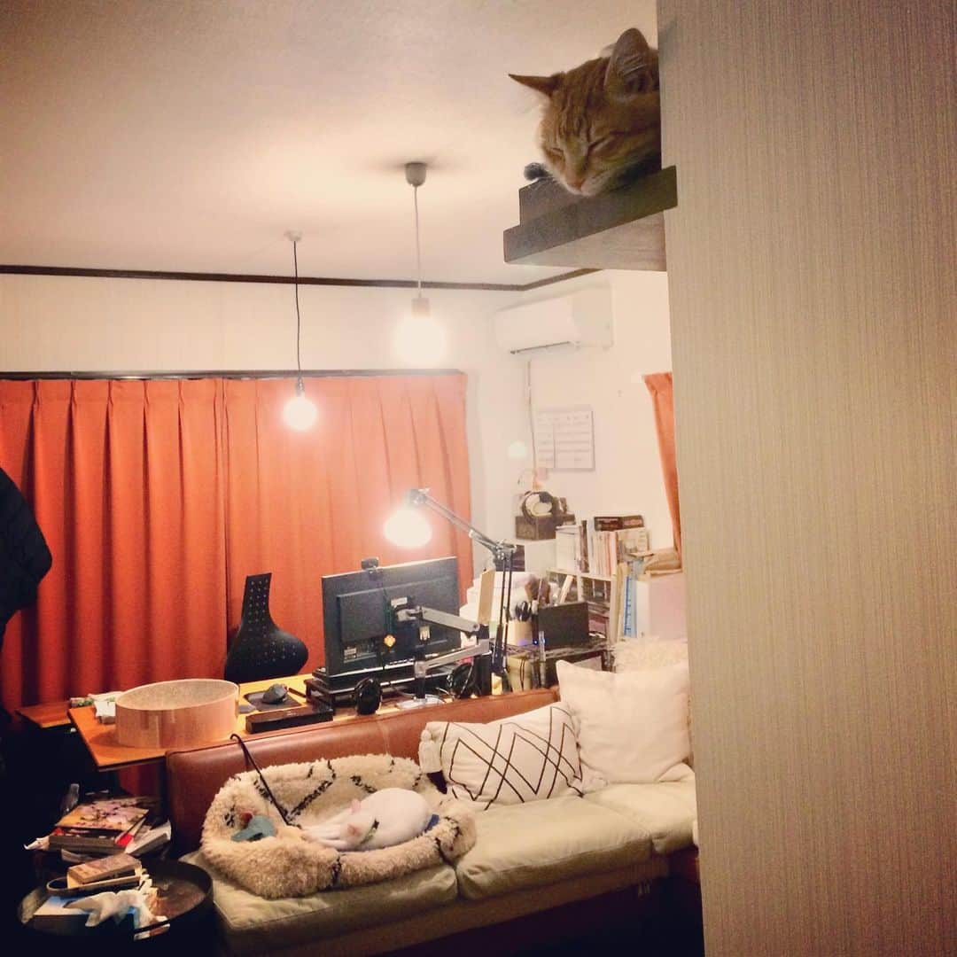 岡田屋鉄蔵のインスタグラム：「猫のいる風景。 平和どすなあ」