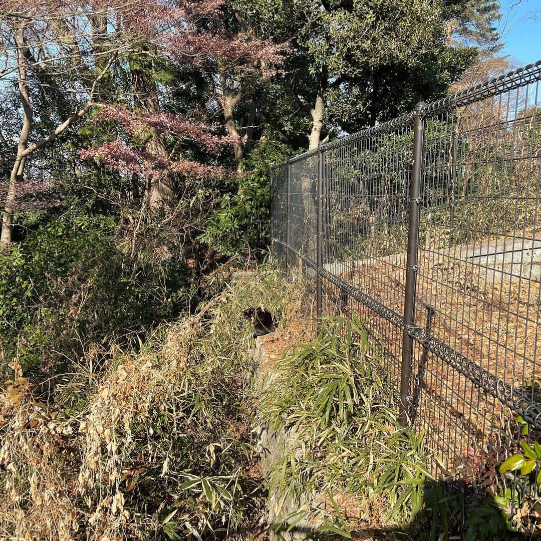 佐藤東弥さんのインスタグラム写真 - (佐藤東弥Instagram)「魔犬と散歩中に息を呑む ロデムが脱走したか？！ いや、他猫の空似でした しかし黒猫は皆良く似てる」1月22日 17時54分 - touyasato