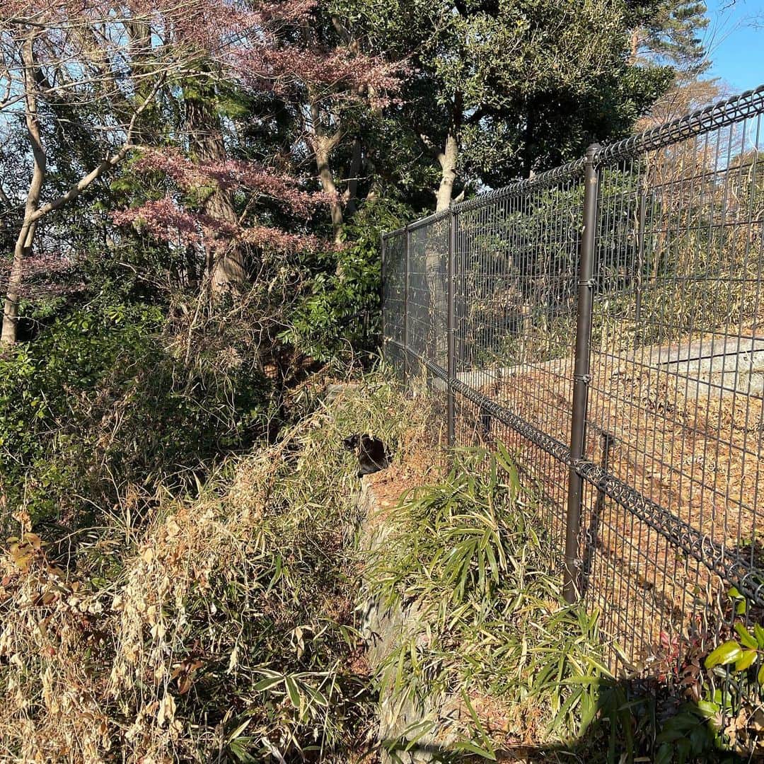佐藤東弥のインスタグラム：「魔犬と散歩中に息を呑む ロデムが脱走したか？！ いや、他猫の空似でした しかし黒猫は皆良く似てる」