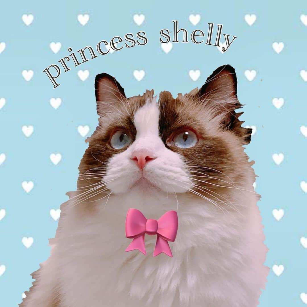 國嶋絢香のインスタグラム：「♡ しぇりちゃんアカウントが出来ました😚✨ ☞ @shellychan.official   ずっとやるやるって言い続けてようやく🖤 ゆる〜く更新していきます！  昨日の夜、このアイコン作るのめっちゃ頑張った😇 よく見たら雑やけどそれはご愛嬌ということで🤞🏽  #うちのたぬき猫」
