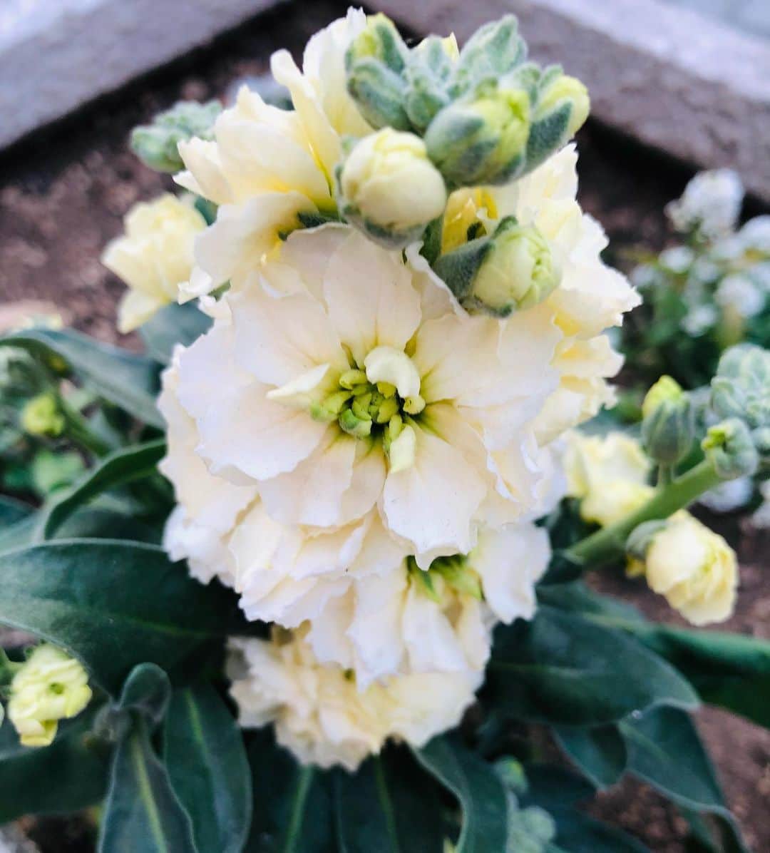 竹川美子のインスタグラム：「ストックの花☘️ #アラセイトウ属 #アブラナ科 #ストックの花 #白い花 #花壇 #花言葉 #永遠の美 #愛情の絆 #求愛 #思いやり #ひそやかな愛 #春の花 #癒し」
