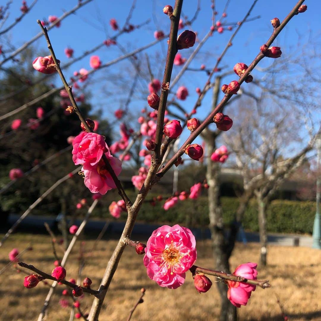 小林万希子さんのインスタグラム写真 - (小林万希子Instagram)「・ 昨日今日と2日続けて朝からKBS京都へ♡ どちらの日もすぐに大阪にとんぼ返りだったのですが  お天気が良かった昨日は、 京都御所で春の写真をとって🌸 菅原院天満宮神社で合格祈願💮をして🙏✨  雨だった今日は、KBS京都のお隣にある護王神社でお参りをして🙏縁起のよい写真をとってきました👍  「開運」‼️って😆💕  本当に一日も早く平和な毎日に戻ってほしい✨ お気に入りだったオープンサンドのお店もずっとお休みだし…😢 早くいろいろと落ち着いて 良き一年になりますように😌🌸  どうかどうか🙏✨✨  #京都  #京都御所 #菅原院天満宮神社  #護王神社  #春がすぐそこ 🌸 #待ち遠しい ♡ #オープンサンド  #食べたいなぁ 🙏❤️」1月22日 18時37分 - macky1218