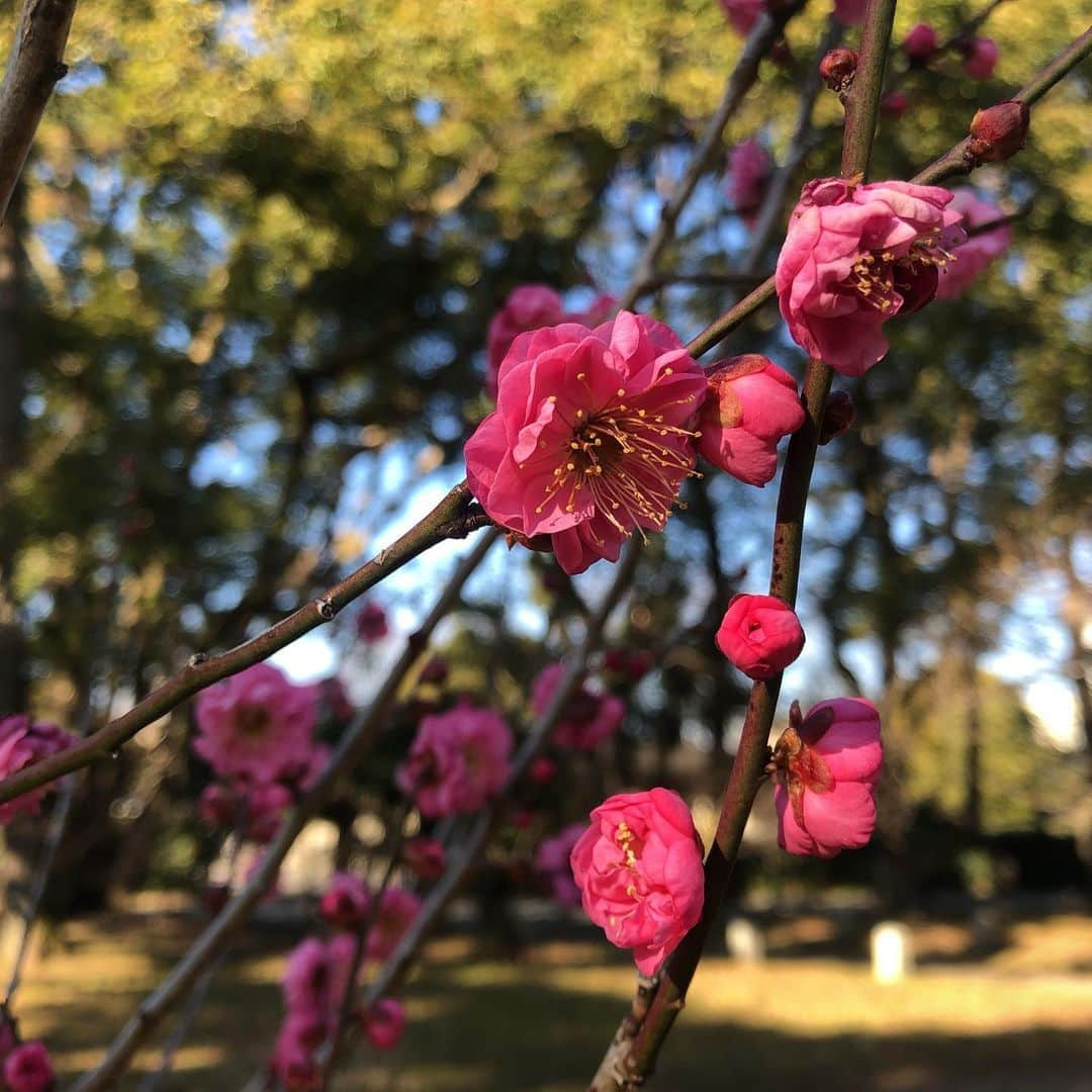 小林万希子さんのインスタグラム写真 - (小林万希子Instagram)「・ 昨日今日と2日続けて朝からKBS京都へ♡ どちらの日もすぐに大阪にとんぼ返りだったのですが  お天気が良かった昨日は、 京都御所で春の写真をとって🌸 菅原院天満宮神社で合格祈願💮をして🙏✨  雨だった今日は、KBS京都のお隣にある護王神社でお参りをして🙏縁起のよい写真をとってきました👍  「開運」‼️って😆💕  本当に一日も早く平和な毎日に戻ってほしい✨ お気に入りだったオープンサンドのお店もずっとお休みだし…😢 早くいろいろと落ち着いて 良き一年になりますように😌🌸  どうかどうか🙏✨✨  #京都  #京都御所 #菅原院天満宮神社  #護王神社  #春がすぐそこ 🌸 #待ち遠しい ♡ #オープンサンド  #食べたいなぁ 🙏❤️」1月22日 18時37分 - macky1218