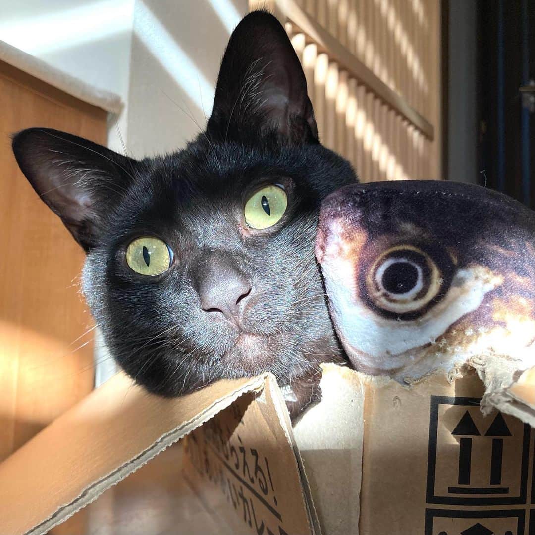 しおやてるこのインスタグラム：「西日に照らされるネコチャンと魚のリアルなぬいぐるみのツーショットw #黒猫」