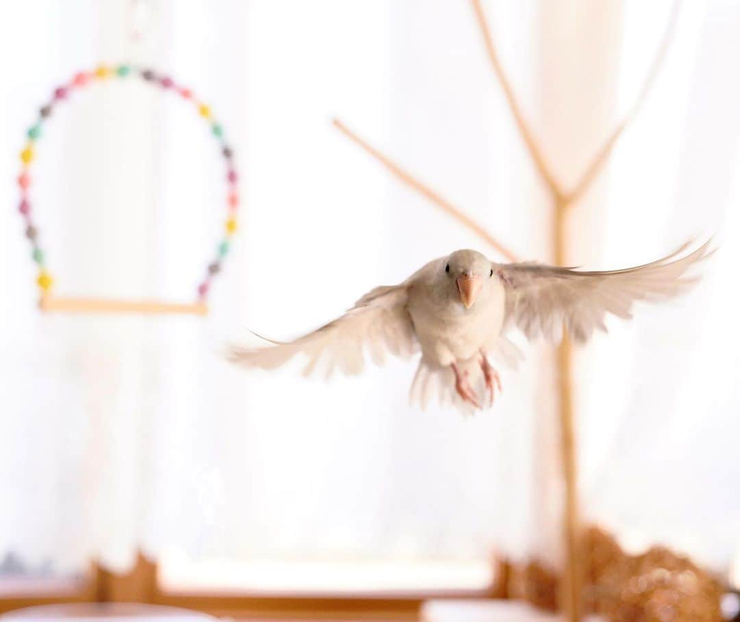 SAORIさんのインスタグラム写真 - (SAORIInstagram)「. Happy #Flyday & Friday 🕊🧚‍♀️*:.｡. .｡.:*･゜ﾟ･* (Luce) * * Camera : Sony a7Rlll Lens : 50mm F1.4 DG HSM  F4  SS1/800  ISO3200 * * かっこよく飛んでいる時の この足のブラブラが好き☺︎ 2021.1.22」1月22日 18時42分 - ramune0123