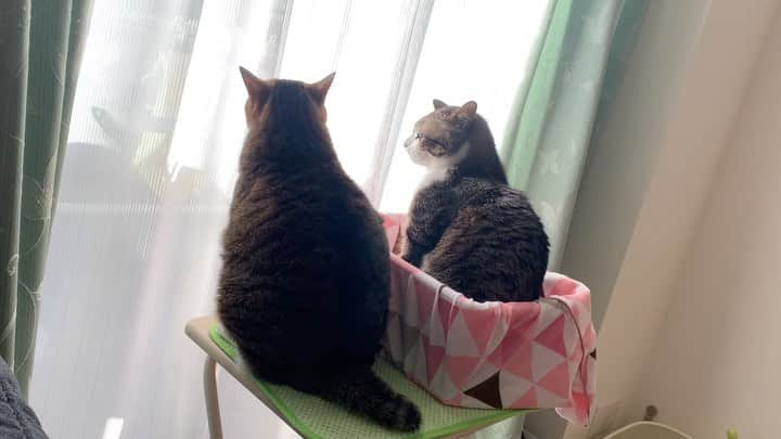のインスタグラム：「🌚🌞🌝  なかよし日向ぼっこ…？🐱💖  #なかよしこさん  #すずめとうなぎ  #日向ぼっこ   Soak up the sun.🌚🌞💓」