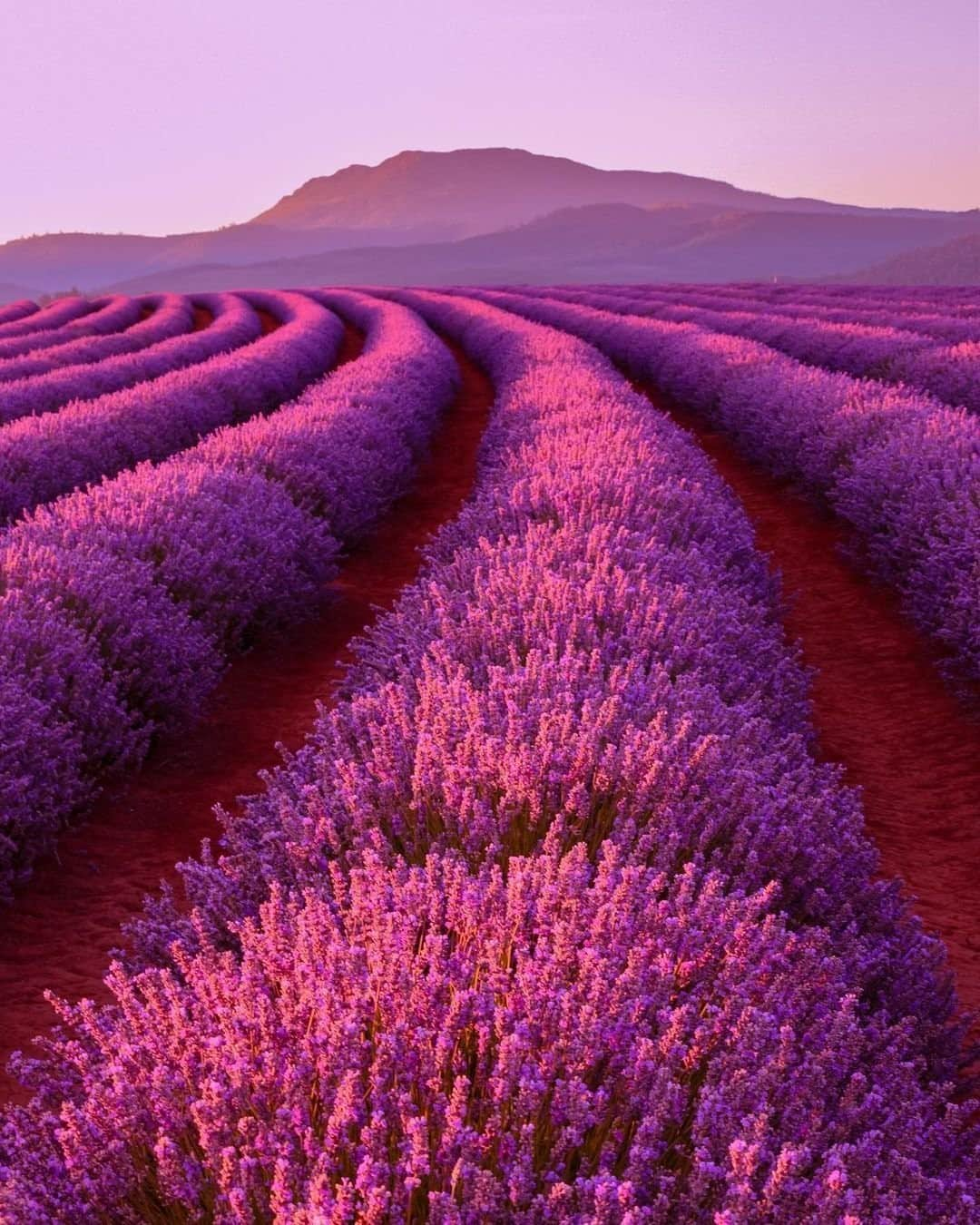 Australiaさんのインスタグラム写真 - (AustraliaInstagram)「If only this was scratch and sniff 👃💜 We’ll just have to live vicariously through @yongi_olney who got to experience the incredible lavender fields at @bridestoweestate in @visitnortherntasmania recently. #Bridestowe estate is a 50-minute drive from #Launceston in @tasmania and is the largest lavender farm in the Southern Hemisphere. The fields are usually in bloom and looking their best in December and January so be sure to plan ahead for your day among the flowers. TO discover more insta-worthy spots in Tassie, head to the link in our bio. #seeaustralia #DiscoverTasmania #HolidayHereThisYear」1月22日 19時00分 - australia