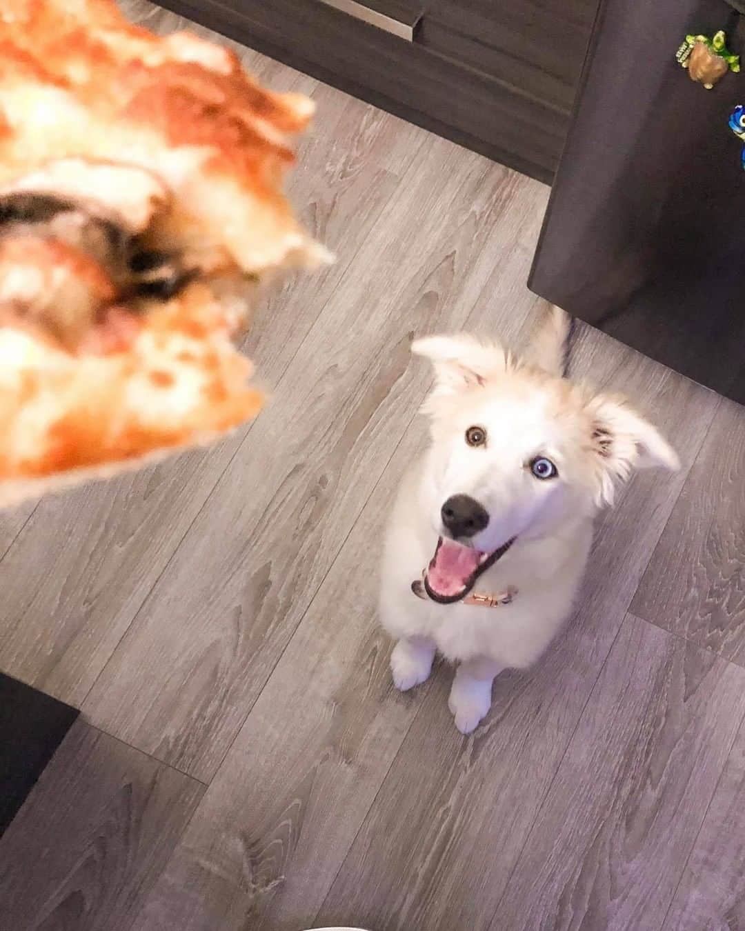 8crapさんのインスタグラム写真 - (8crapInstagram)「When you see your favorite snacc 😍 - Want to get featured like him? Join “The Barked Club” on FACEBOOK and post something now! 👉 barked.com - 📷 @biskit_the_border_husky - #TheBarkedClub #barked #dog #doggo #BorderCollieMix #HuskyMix」1月22日 19時00分 - barked