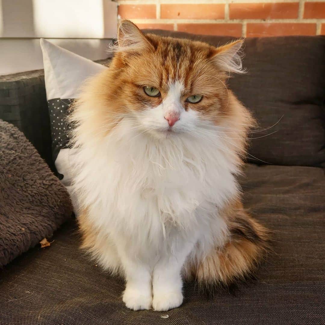 Nila & Miloのインスタグラム：「"Sunny, you say. Sunny and freezing, you mean!" Nemi: The fluffiest cat who loathes cold weather. 😂😱🥶 #fluffycat #nothappy #winterfur #siberian #wannabe #hawaiian」