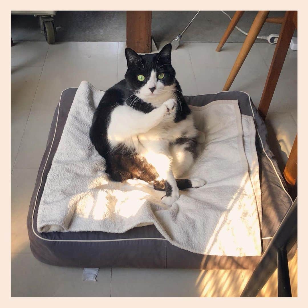 パンといっぴきのインスタグラム：「#元保護猫 #ハチワレ #白黒猫 #blackandwhitecat #tuxedocat」