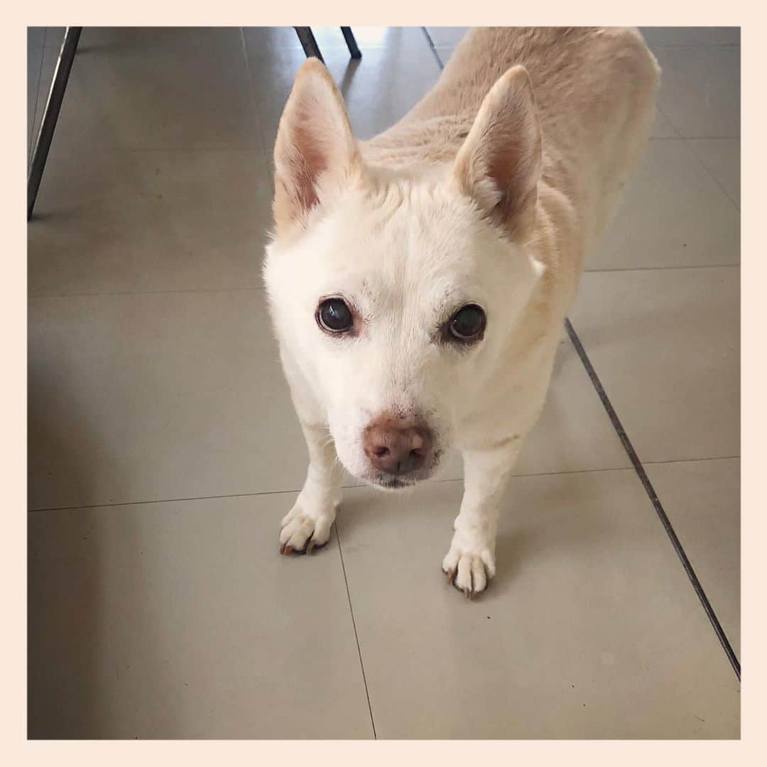 パンといっぴきのインスタグラム：「#元保護犬 #雑種犬 #crossbreed #mixdog #キップル14歳」