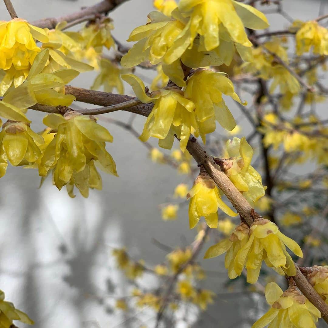 大橋未歩さんのインスタグラム写真 - (大橋未歩Instagram)「庭に小さな黄色い花が🌸  ロウバイ（蝋梅）  という花だそうです☺️ #picturethis  というアプリが教えてくれました☺️  たしかに、花びらは蝋で作ったような 艶があって面白い🌸  花やつぼみから抽出した蝋梅油（ろうばいゆ）は抗菌作用を持ち、民間薬として咳・火傷の治療、解熱などに用いられます。しかし種子などには強い有毒成分であるカリカンチンを含みます。  だそうです✨  #花  #ろうばいの花  #冬の後は春が来る」1月22日 10時34分 - o_solemiho815