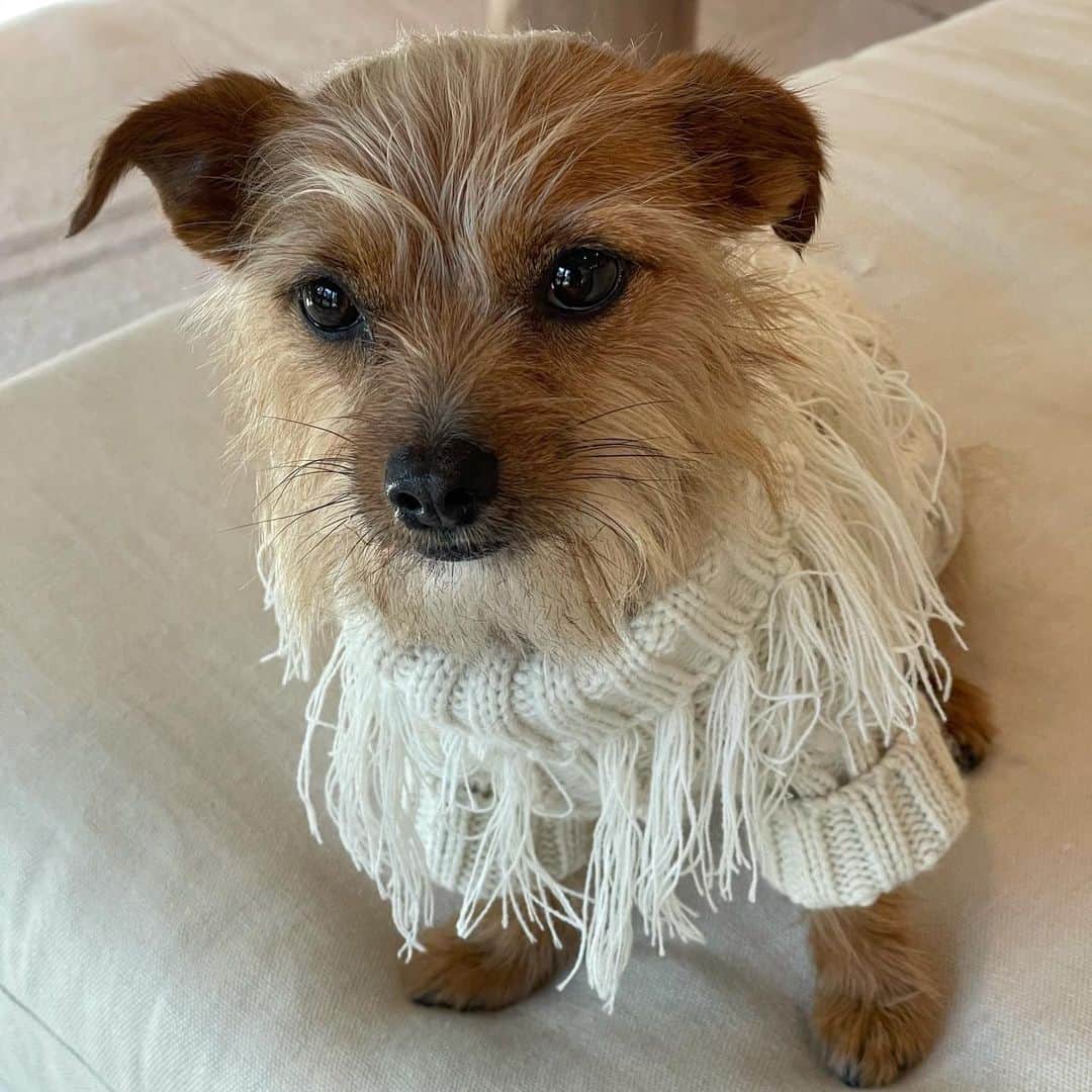JEN ATKINさんのインスタグラム写真 - (JEN ATKINInstagram)「Chewy does aprés-ski chic better than i ever could. ⛄️🛷」1月22日 10時35分 - jenatkinhair