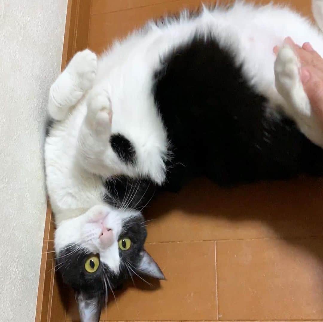 ひのき猫さんのインスタグラム写真 - (ひのき猫Instagram)「ルンバをかけると、決まって甘えモードに入ります☺️」1月22日 10時36分 - hinoki.cute.kitten