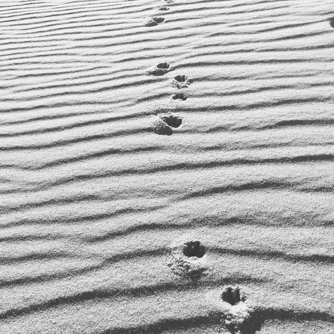 アディクションのインスタグラム：「New Year  New Steps 🐾🐾🐾」