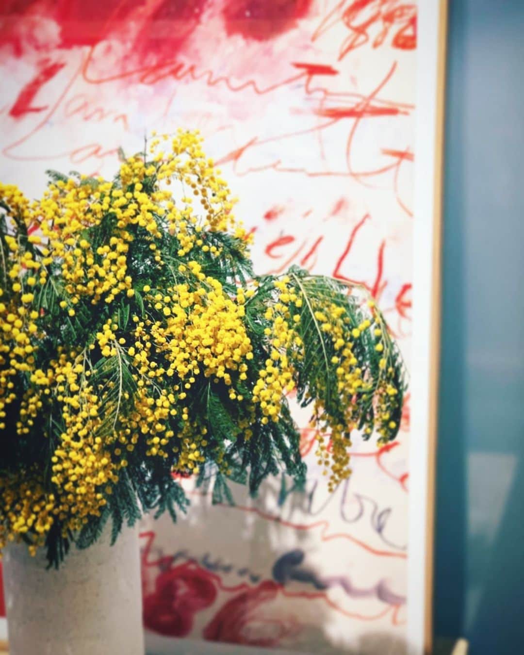 二ノ宮和佳子のインスタグラム：「Spring has come  #mimosa #flowers #cytwombly #spring」