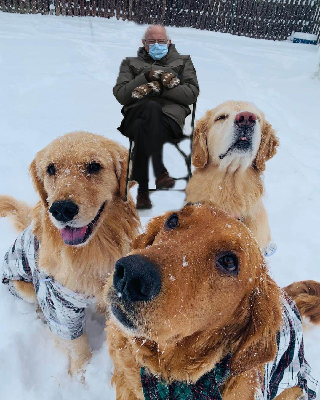 モヒートさんのインスタグラム写真 - (モヒートInstagram)「It was really nice for @berniesanders to join us for a snowy photo shoot 😂😂😂 #berniesanders #instagram #inauguration #goldenretriever #goldensofinstagram #goldenretrieversofinstagram #dogs #siblinggoals #dogsofinstagram #dogmom #snow #winter #winterfashion #mittens」1月22日 11時09分 - mojito_rose_family